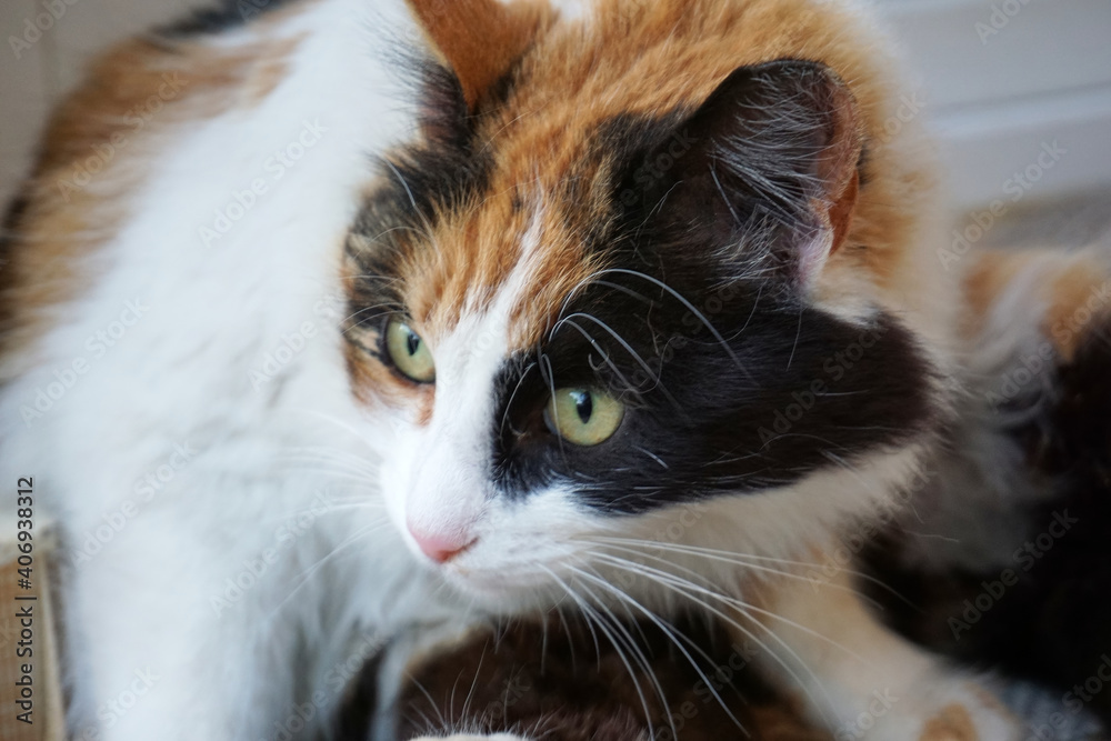 Beautiful cat in near plan Beautiful cat in near plan