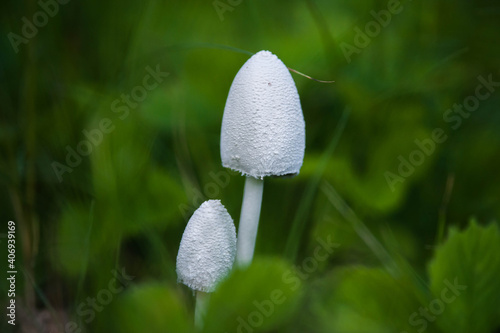 Two mushrooms.