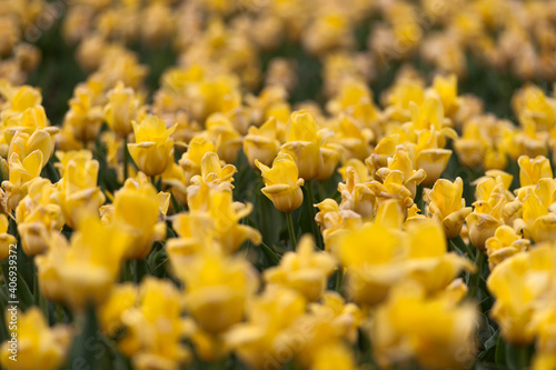 Many yellow tulips.