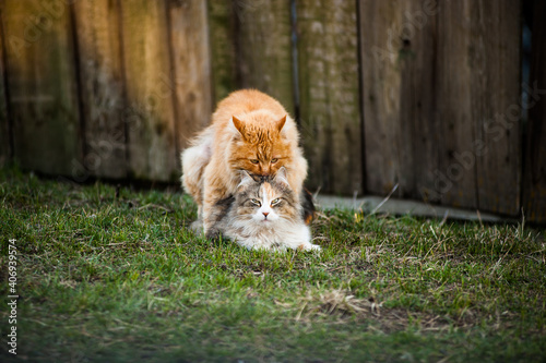 Two cats.