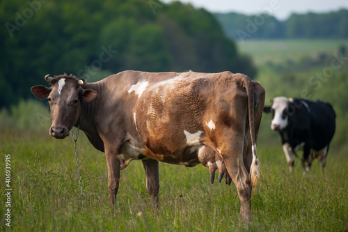 Cows in the meadow © Иван Родителев