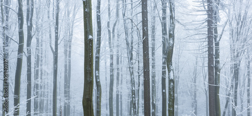Cold frosty winter forest with snow and fog