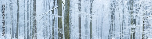 Panorama of foggy winter forest covered by snow and hoarfrost