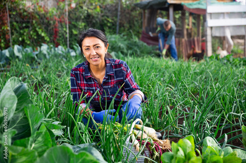 Successful hispanic female amateur gardener engaged in cultivation of organic vegetables, harvesting green onions in fall in her garden bed