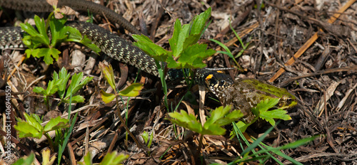 Snake attack on the frog.