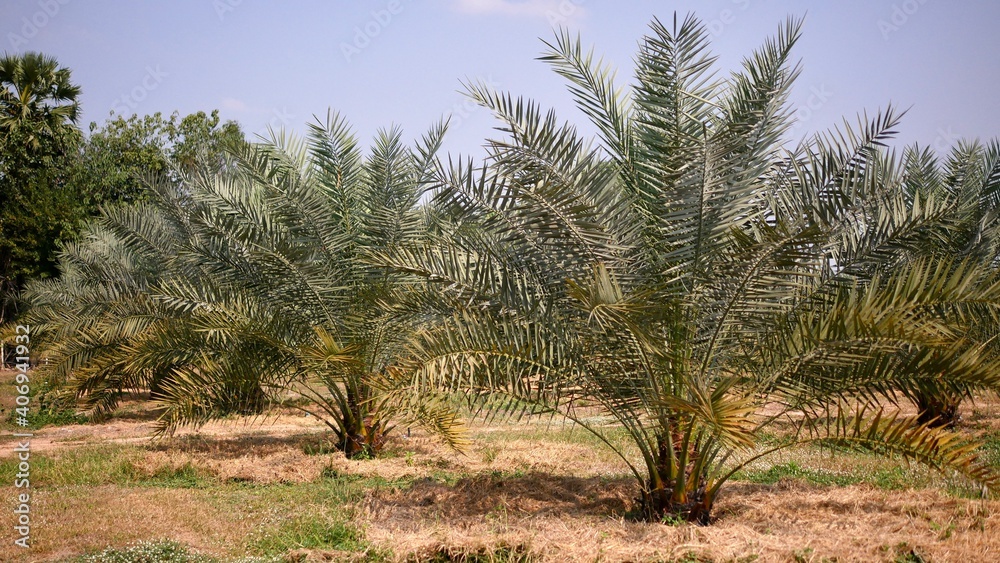 Fototapeta premium Plantation of date palm tree in Thailand