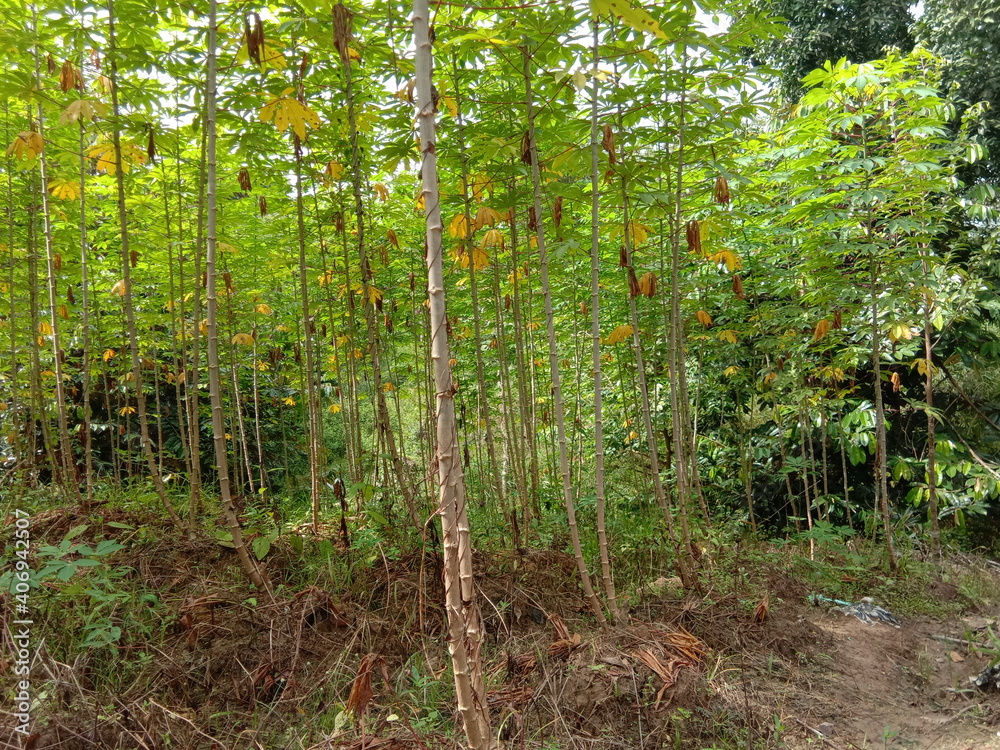 Obraz premium Cassava manioc tapioca plantation field, traditional farm beside the jungle in south east Asia