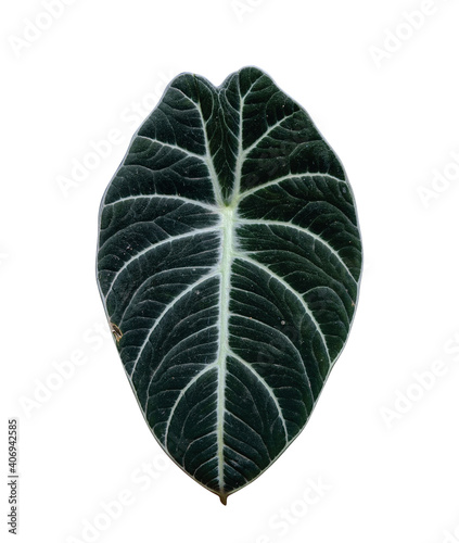 Alocasia reginula black velvet plant, jewel alocasia leaf isolated on white background