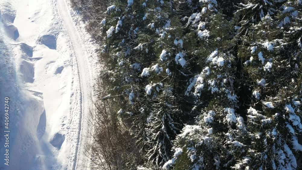 the tops of the trees in the snow in the winter the tops of the trees in the snow in the winter