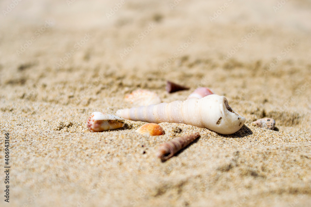 Seashells on the sand close-up. Tropical beach. Summer background. Copy space Seashells on the sand close-up. Tropical beach. Summer background. Copy space
