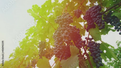 Vineyards at sunset in autumn harvest. Ripe grapes in fall.