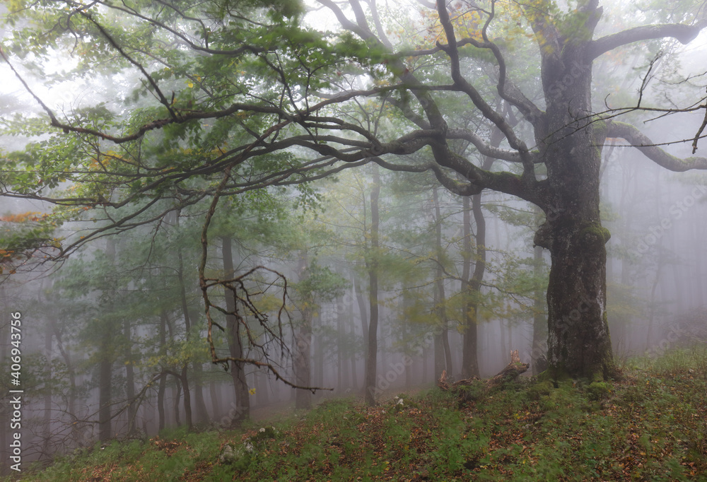 Fototapeta premium Beautiful forest at foggy sunrise. Tree trunks and cold mist landscape.