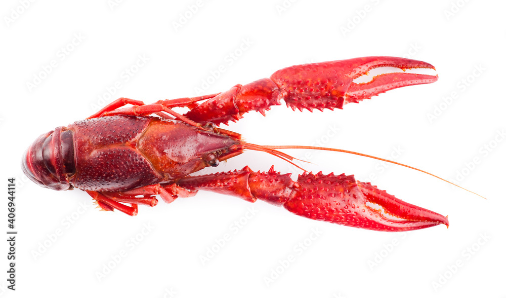 One single crayfish. Studio photo isolated on white background. Selective focus on object. One single crayfish. Studio photo isolated on white background. Selective focus on object.