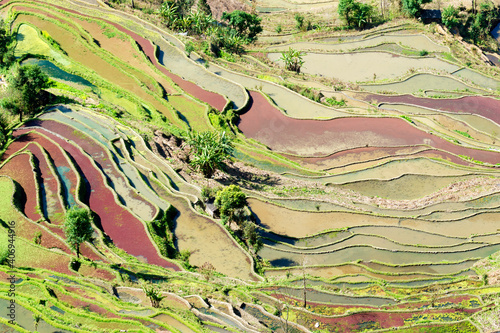 Colorful layers of paddy rice fields, Laohuzui Rice Terraces, Yuanyang, Yunnan Province, China photo