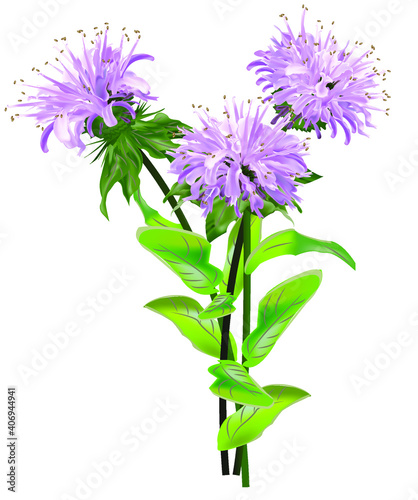 bergamot, purple monarda