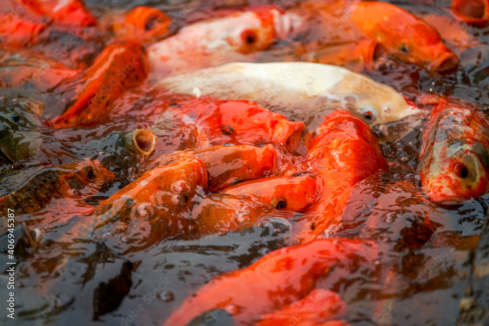 Close-up of a large group of koi vying for food in the pond