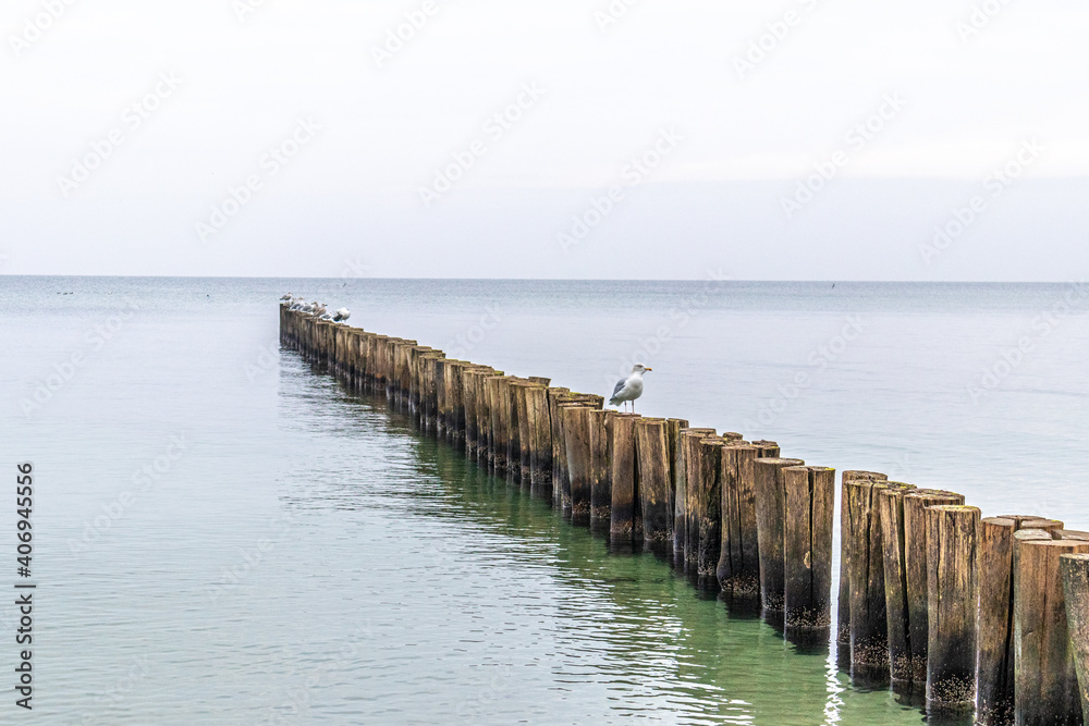 Fototapeta premium Buhnen und Möwe