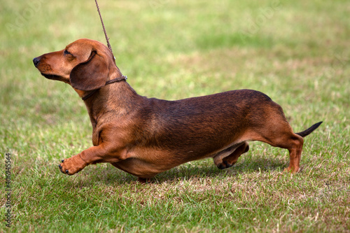 Miniature Dachshund