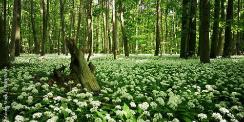 Bärlauchblüte auf dem Bummelkuppenweg im Nationalpark Hainich
