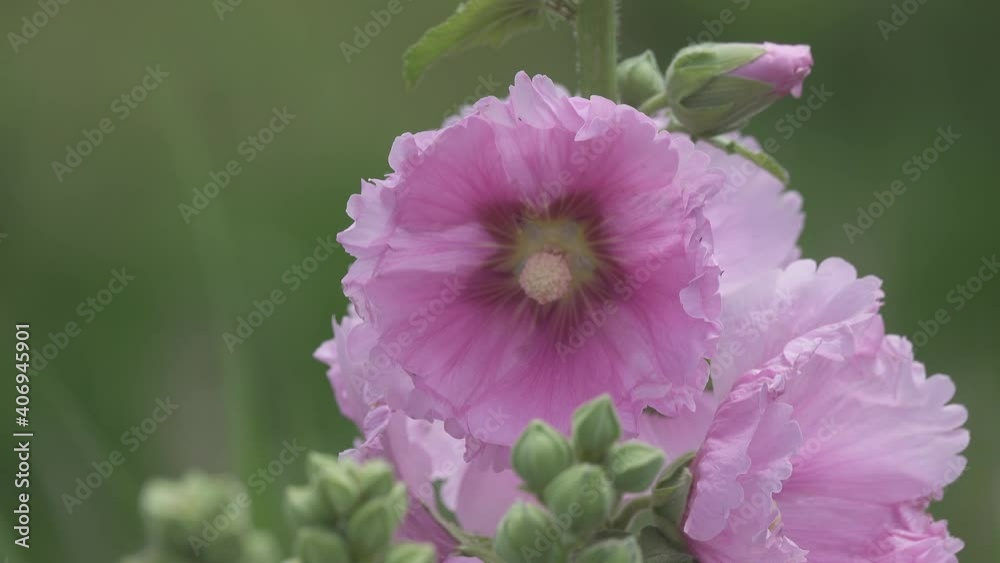 葵（アオイ)の花_01