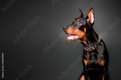 Portrait of a Doberman Pinscher puppy on a black background. Copy space. 