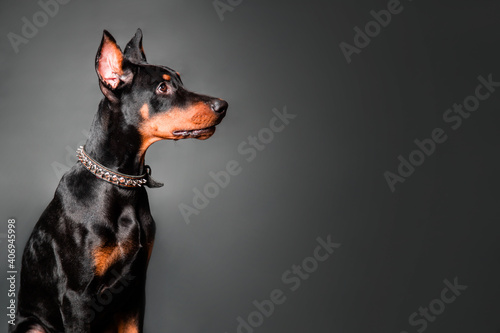 Portrait of a Doberman Pinscher puppy on a black background. Copy space. 
