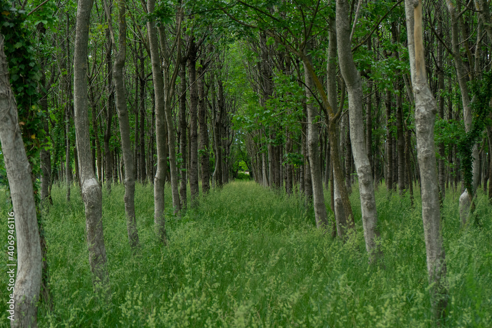 Obraz premium Forest