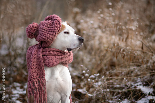 Fototapeta Naklejka Na Ścianę i Meble -  Beatiful american pitbull terrier dog, dressed in shawl and cap winter portrait in the forest