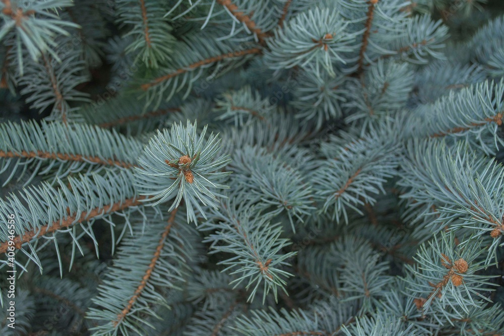 Branches of blue spruce natural background