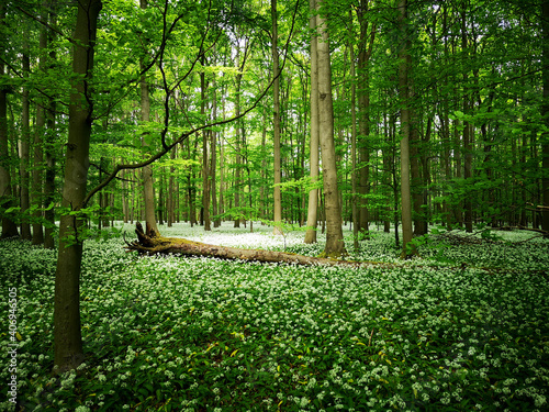 Bärlauchblüte auf dem Bummelkuppenweg im Nationalpark Hainich
