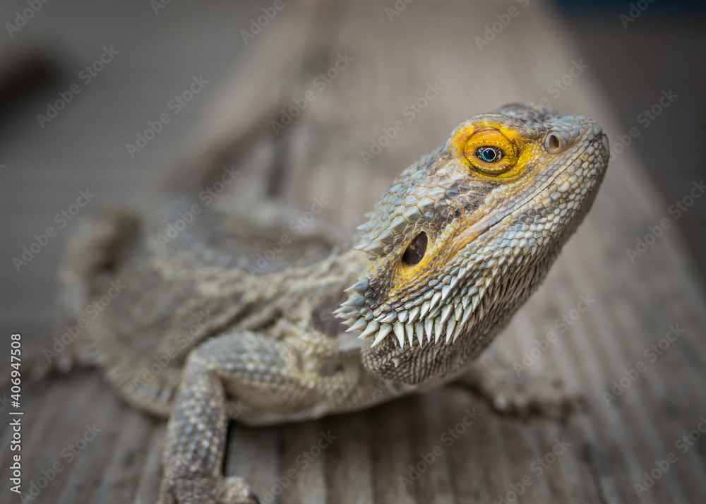 Fototapeta premium bearded dragon lizard