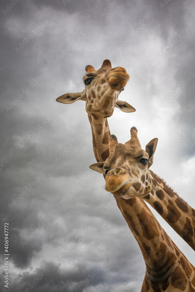 Fototapeta premium giraffe in zoo