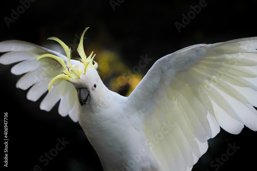 Sulphur crested cockatoo in flight photo