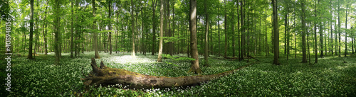 Bärlauchblüte im Nationalpark Hainich