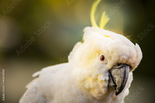 sulphur crested cockatoo