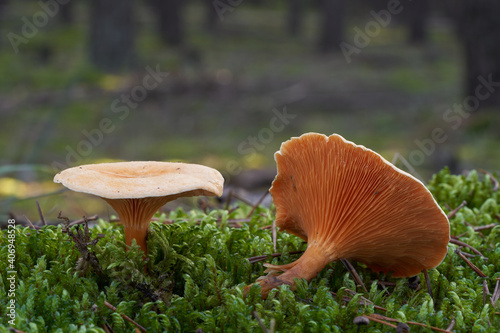 Inedible mushroom Hygrophoropsis aurantiaca in the pine forest. Known as false chanterelle. Wild orange mushrooms growing in the moss. photo