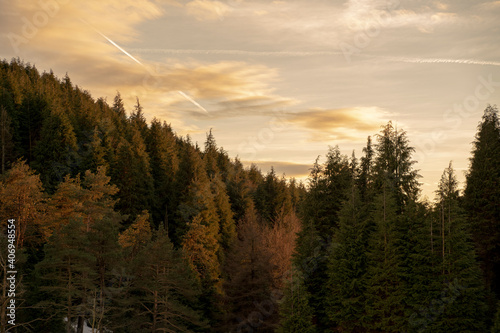 pine forest under sunset light
