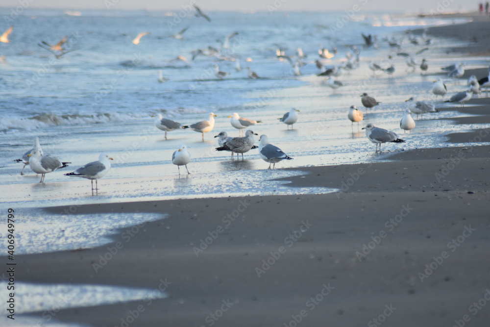 Fototapeta premium Vögel am Strand 