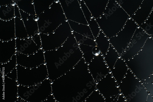 spiderweb