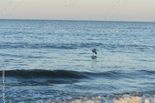 Vögel am Strand 