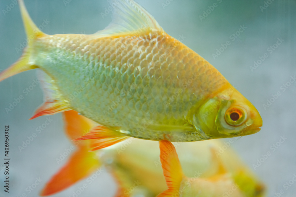Closeup of a golden red fin crucian carp Closeup of a golden red fin crucian carp