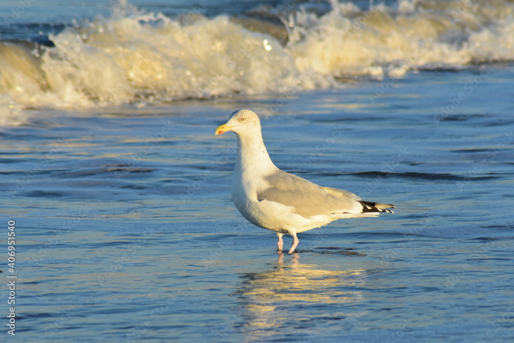 Fototapeta premium Vögel am Strand 