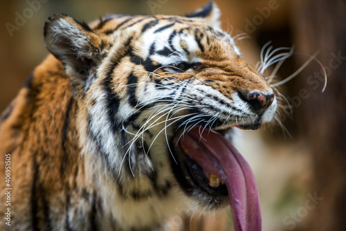 Fototapeta Naklejka Na Ścianę i Meble -  A ferocious beast animal tiger close-up