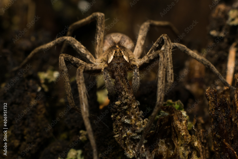 spider on the ground -
Pisaura mirabilis spider on the ground -
Pisaura mirabilis