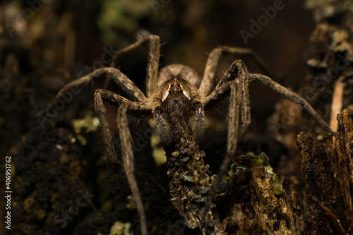 spider on the ground - 
Pisaura mirabilis