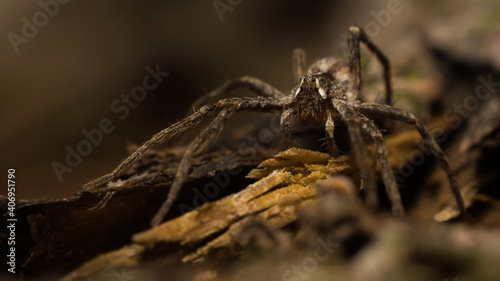 spider on the ground - 
Pisaura mirabilis