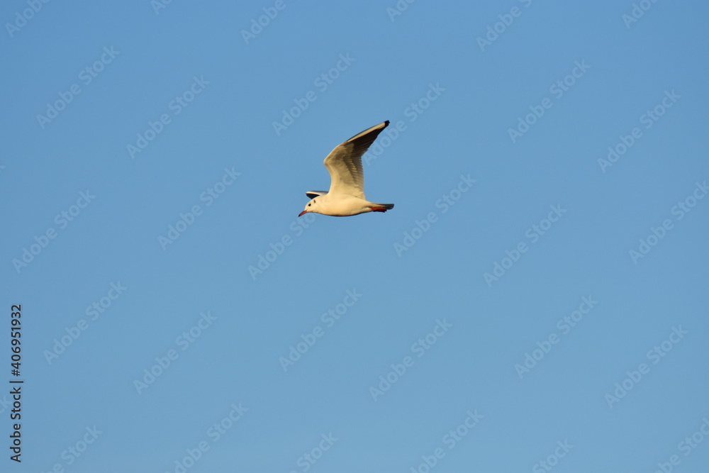 Obraz premium Vögel am Strand