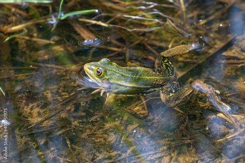 Froschlurche am Badsee im Allgäu