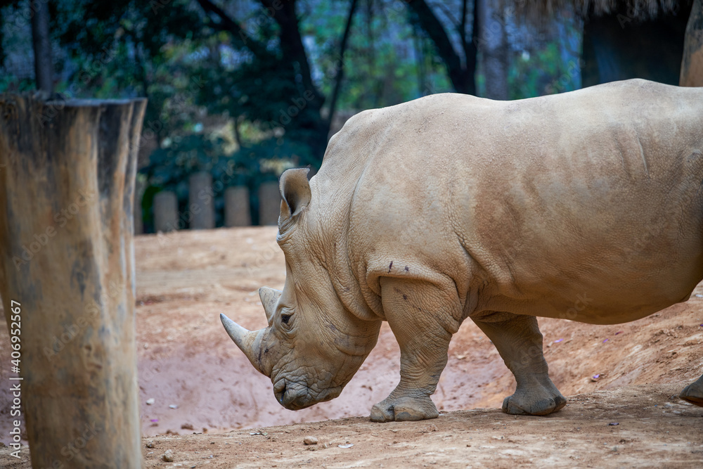 Fototapeta premium A close-up of a large rhino in the wild