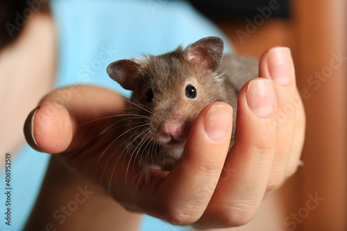 Pet cute brown hamster sitting in a woman's hand close-up
